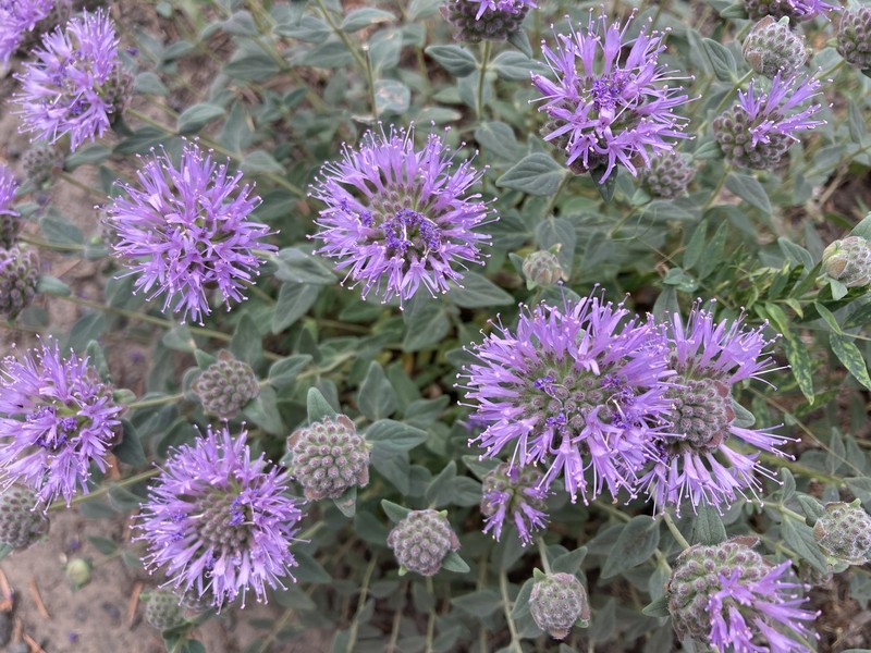 Monardella odoratissima subsp. discolor photo 4