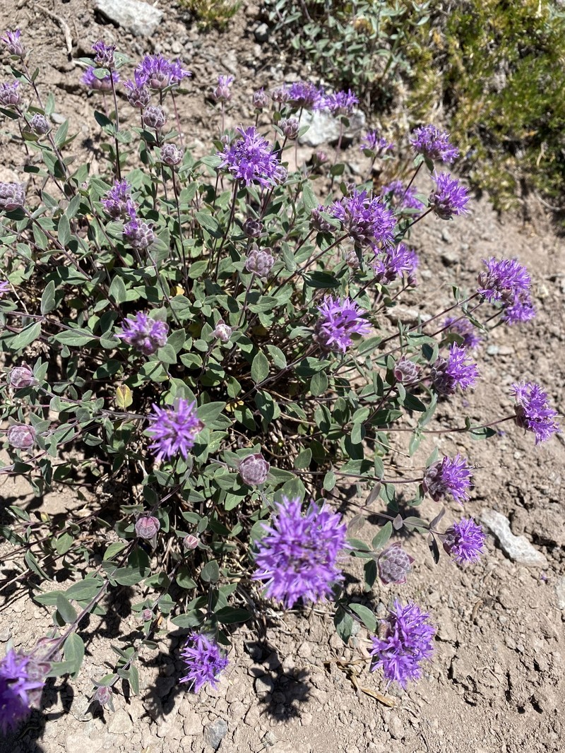 Monardella odoratissima subsp. discolor photo 5