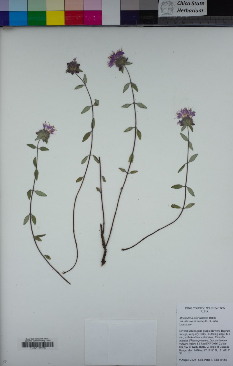 Monardella odoratissima subsp. discolor photo 6