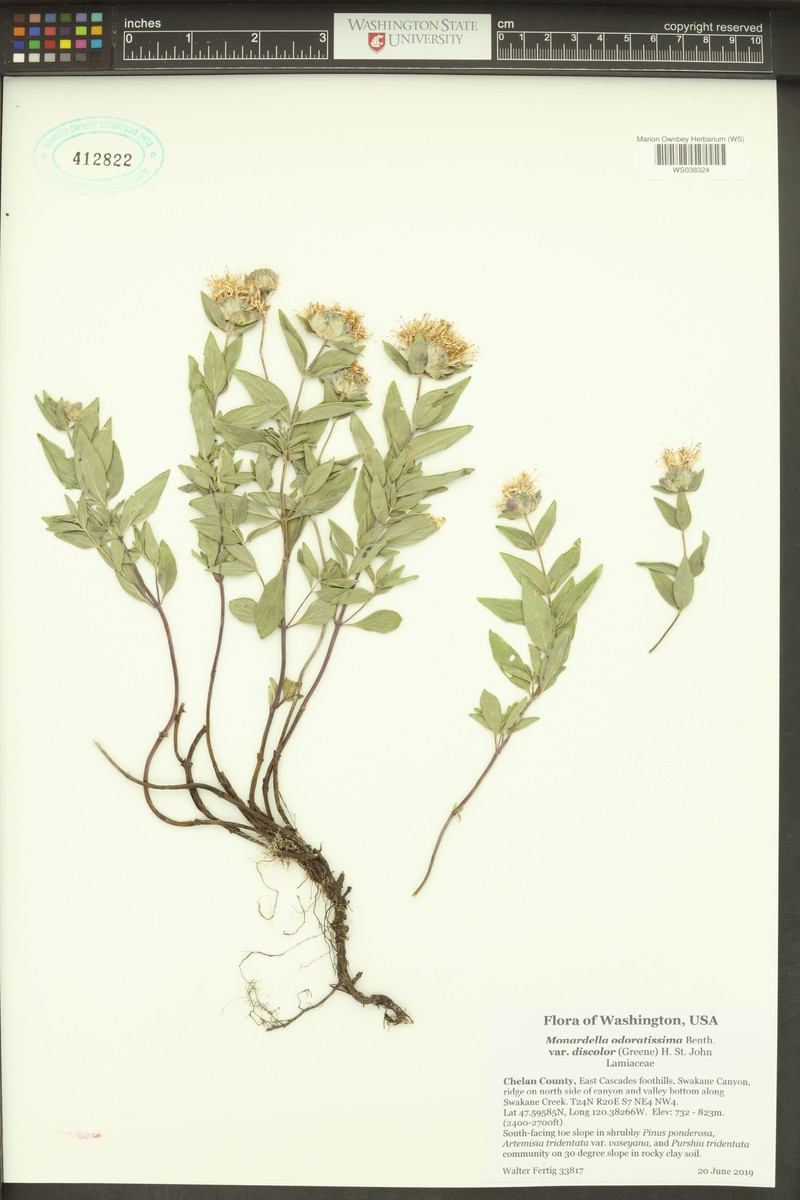 Monardella odoratissima subsp. discolor photo 7