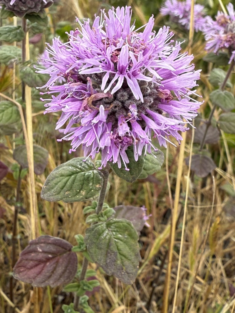 Monardella odoratissima subsp. franciscana