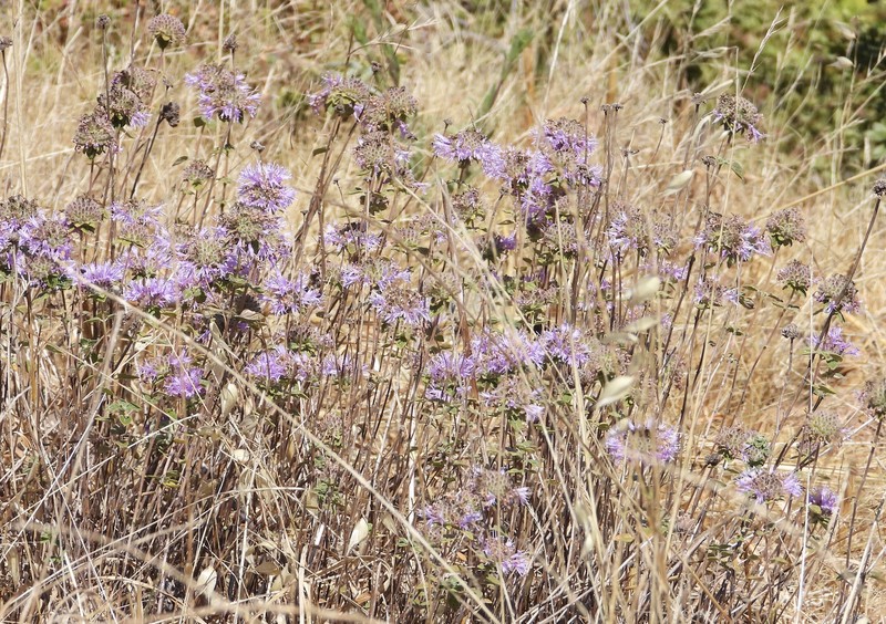 Monardella odoratissima subsp. franciscana photo 2