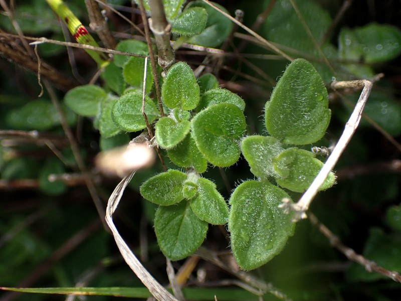 Monardella odoratissima subsp. franciscana photo 3