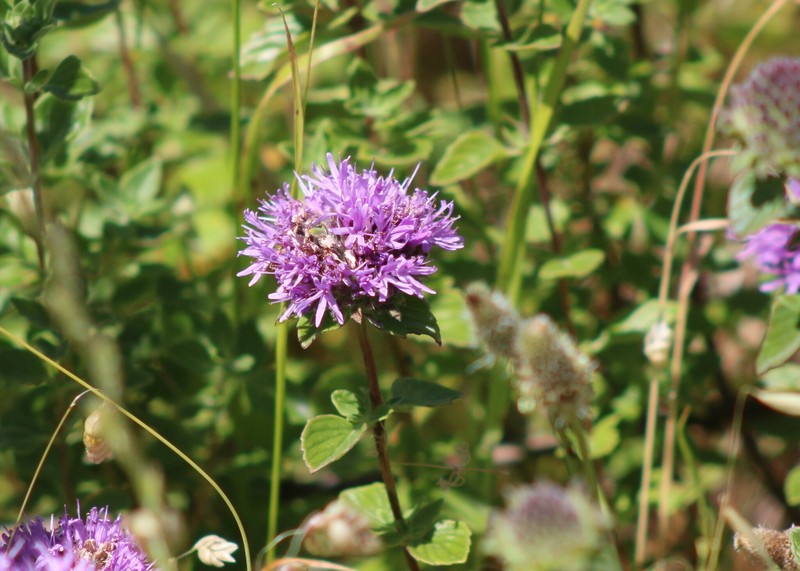 Monardella odoratissima subsp. franciscana photo 4