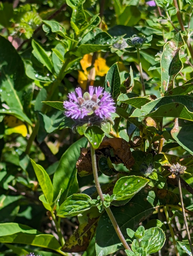 Monardella odoratissima subsp. franciscana photo 5