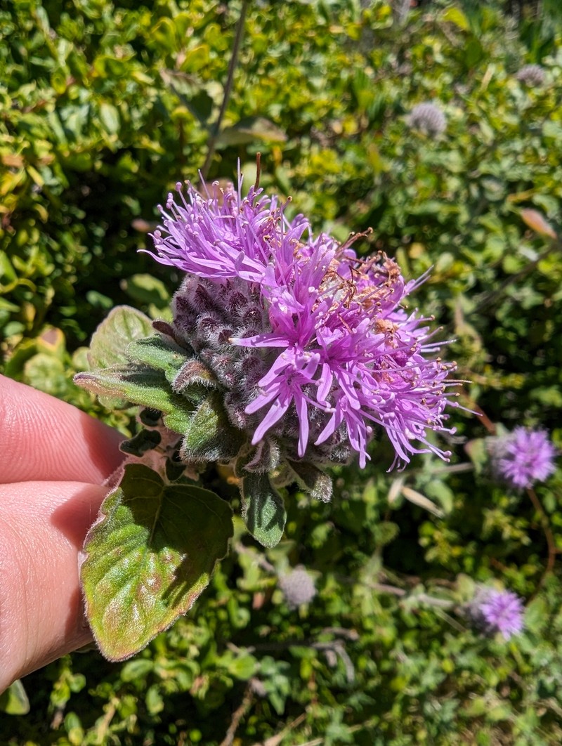Monardella odoratissima subsp. franciscana photo 6