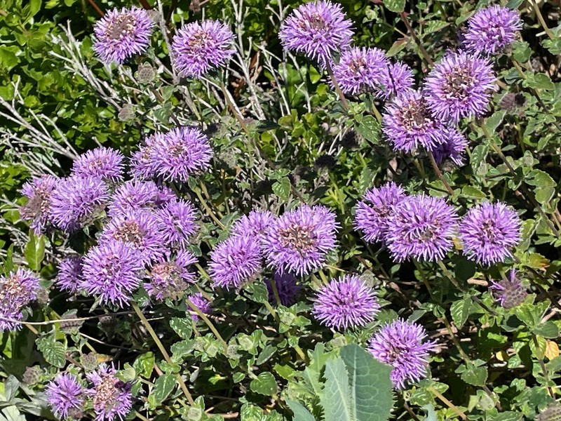 Monardella odoratissima subsp. franciscana photo 8