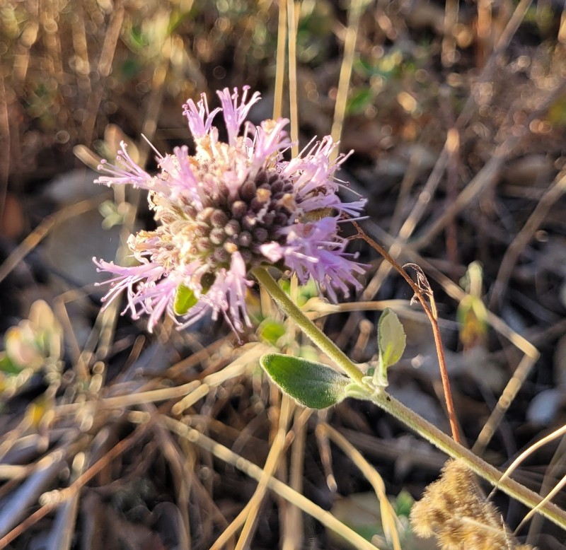 Monardella odoratissima subsp. obispoensis
