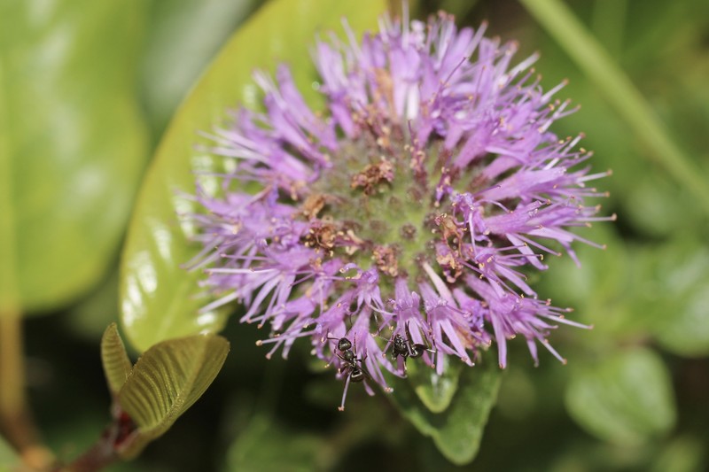 Monardella odoratissima subsp. obispoensis photo 3