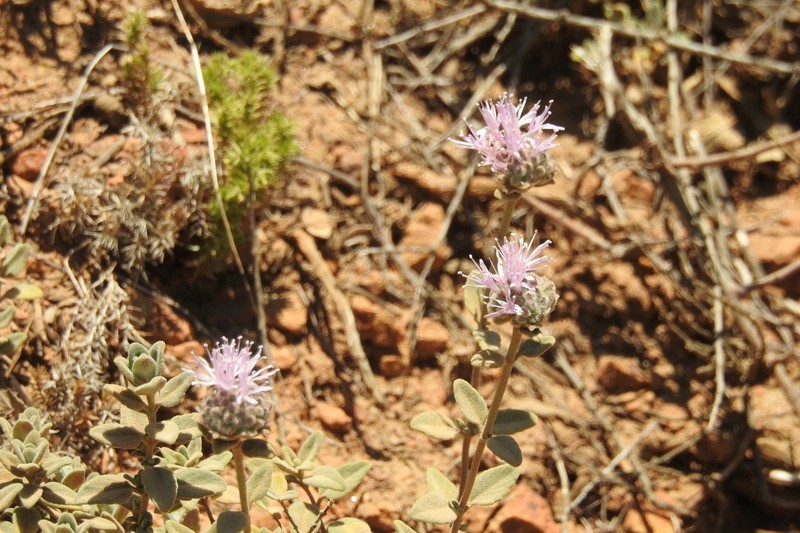 Monardella odoratissima subsp. obispoensis photo 4