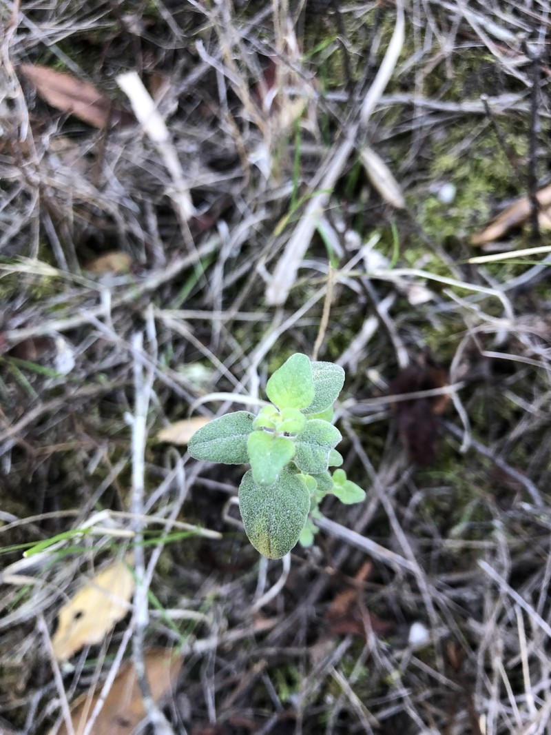 Monardella odoratissima subsp. obispoensis photo 5