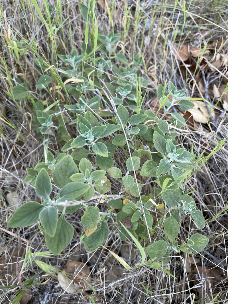 Monardella odoratissima subsp. obispoensis photo 6