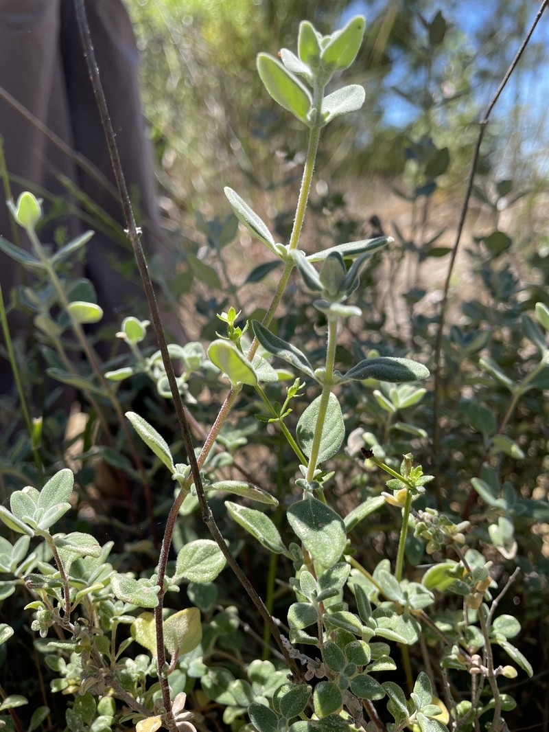 Monardella odoratissima subsp. obispoensis photo 7