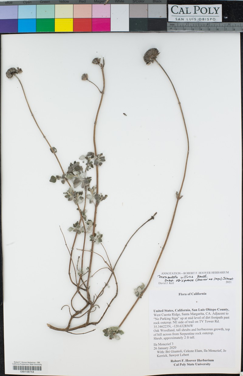 Monardella odoratissima subsp. obispoensis photo 8