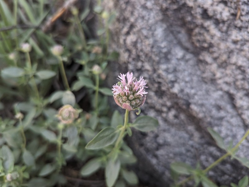 Monardella odoratissima subsp. odoratissima