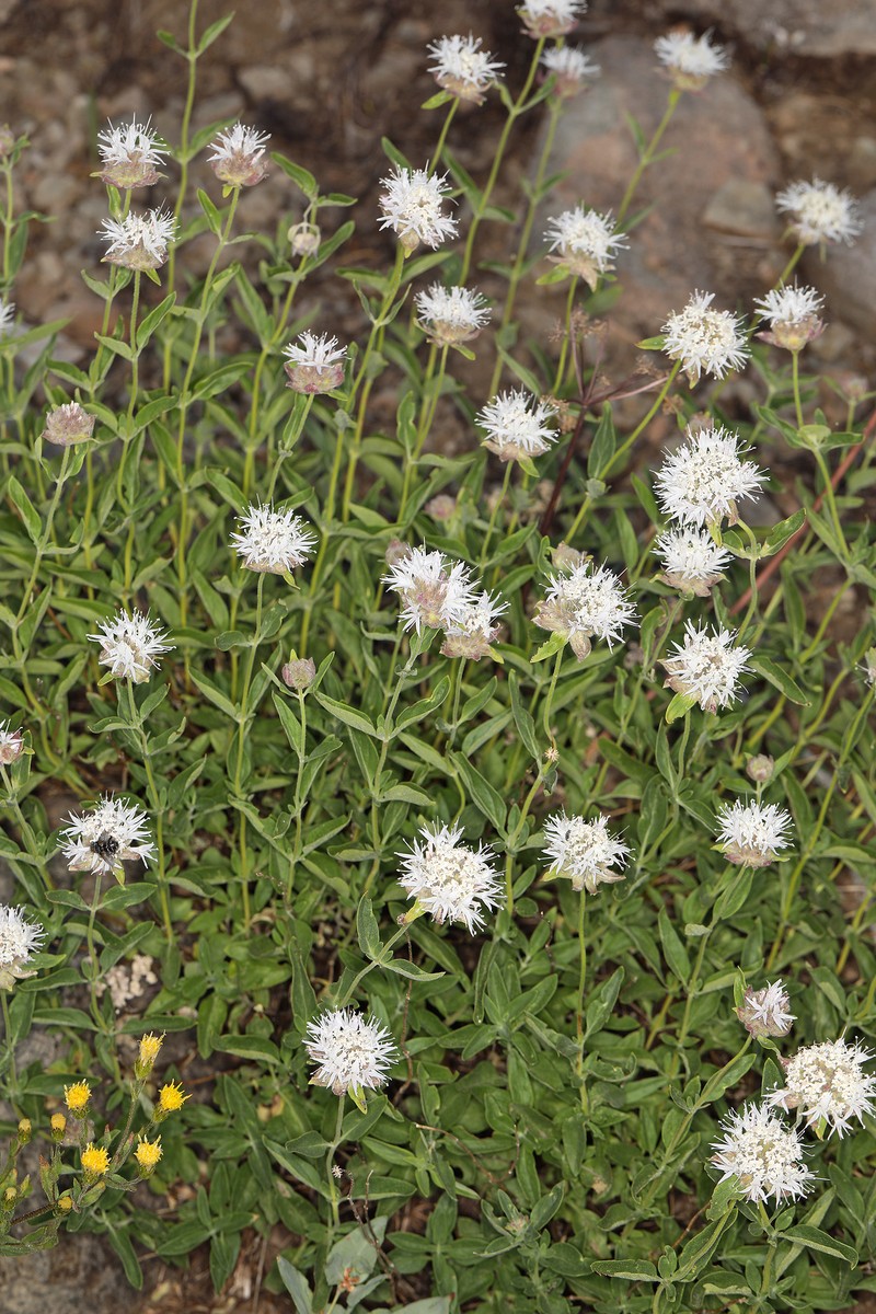 Monardella odoratissima subsp. odoratissima photo 2