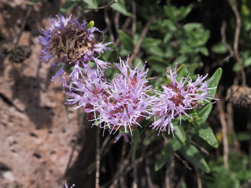 Monardella odoratissima subsp. odoratissima photo 3