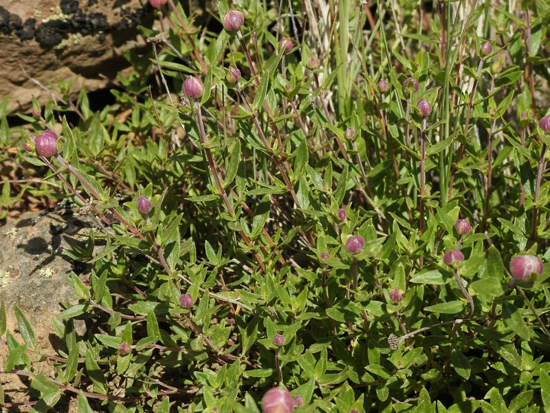Monardella odoratissima subsp. odoratissima photo 4