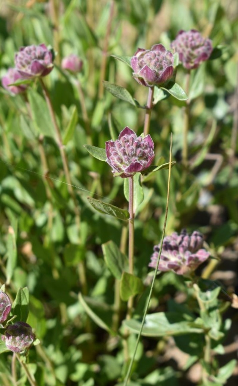 Monardella odoratissima subsp. odoratissima photo 5