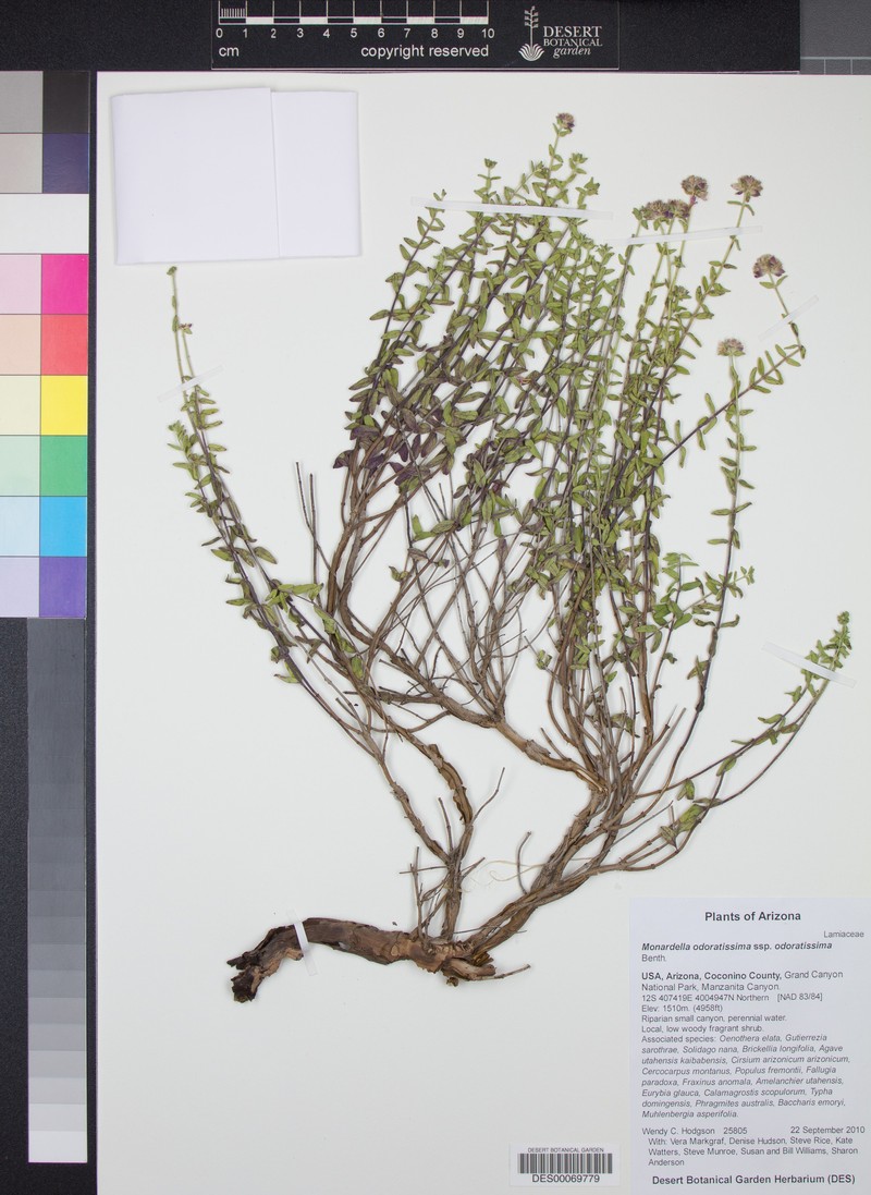 Monardella odoratissima subsp. odoratissima photo 6