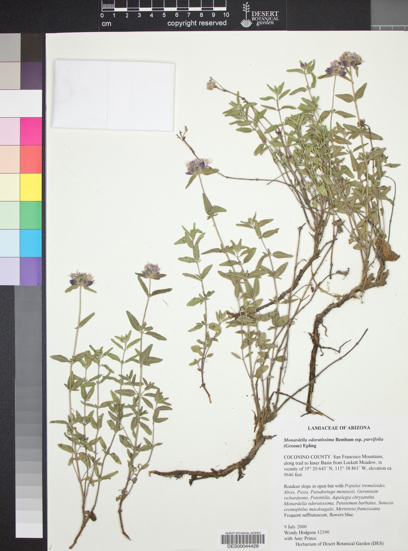 Monardella odoratissima subsp. parvifolia