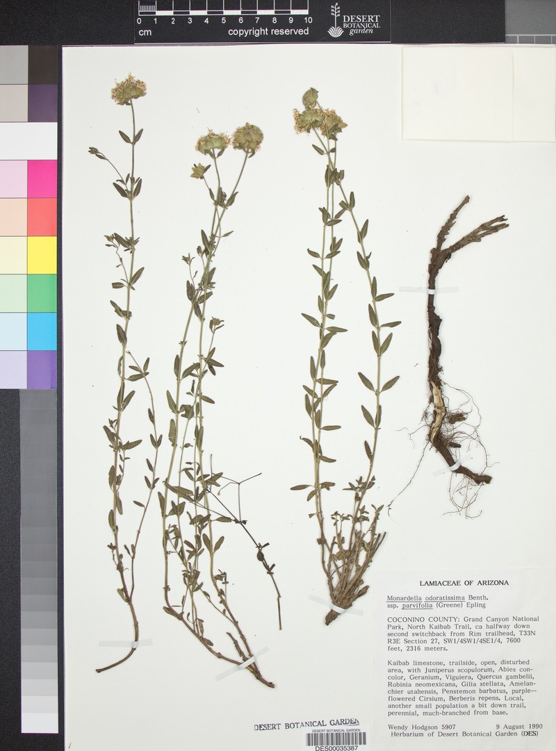Monardella odoratissima subsp. parvifolia photo 2