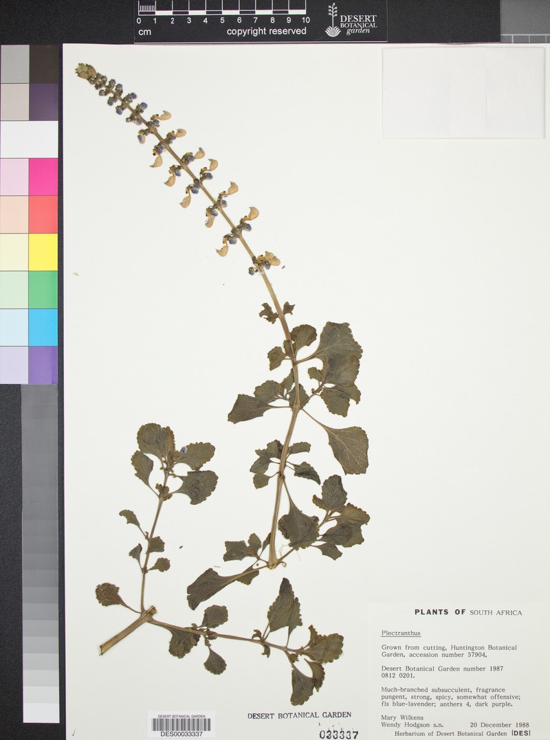 Monardella odoratissima subsp. parvifolia photo 3