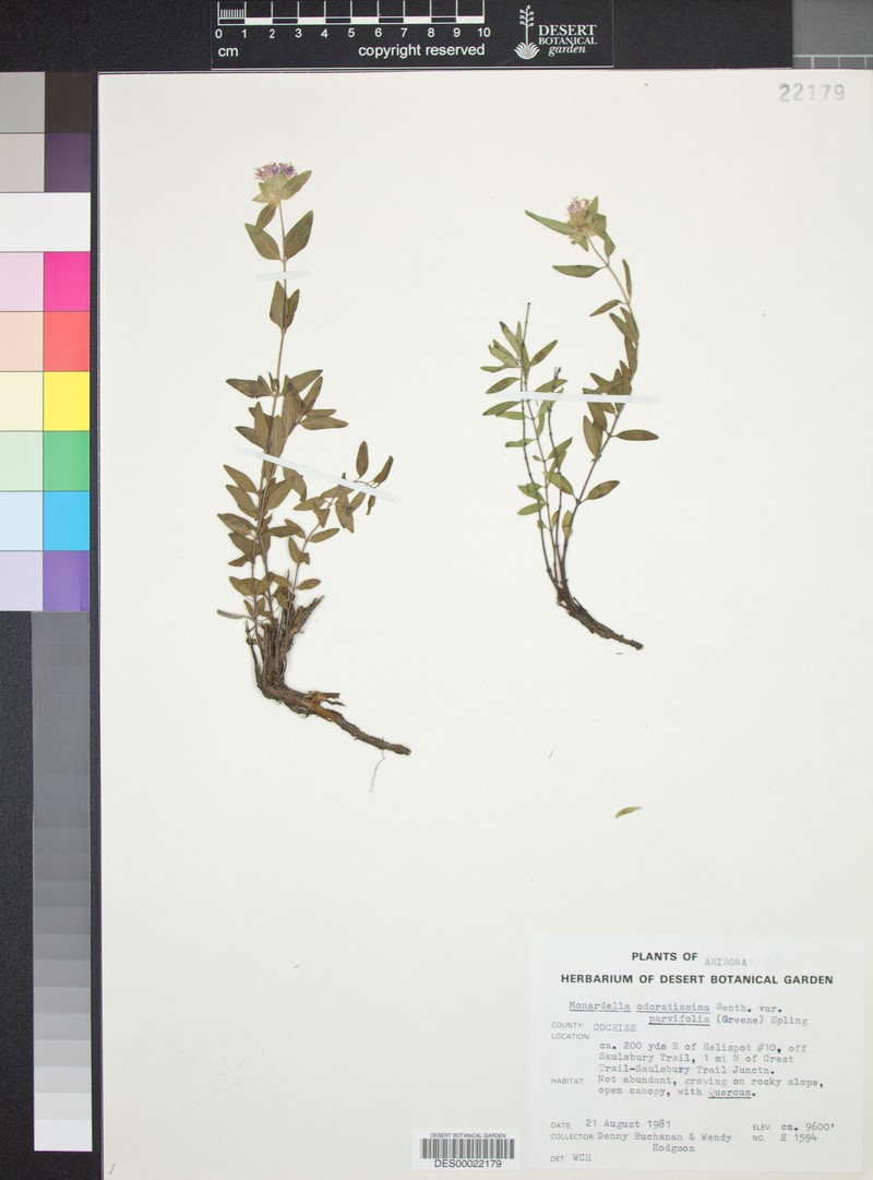 Monardella odoratissima subsp. parvifolia photo 4