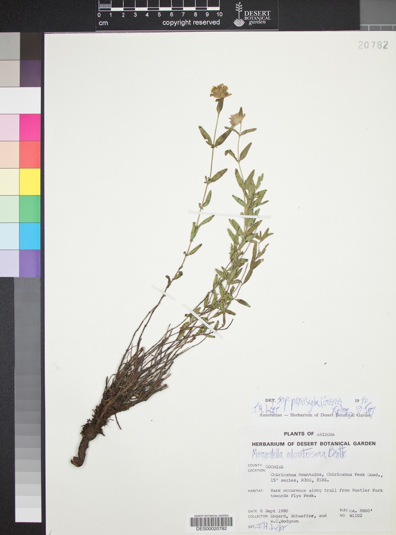 Monardella odoratissima subsp. parvifolia photo 5