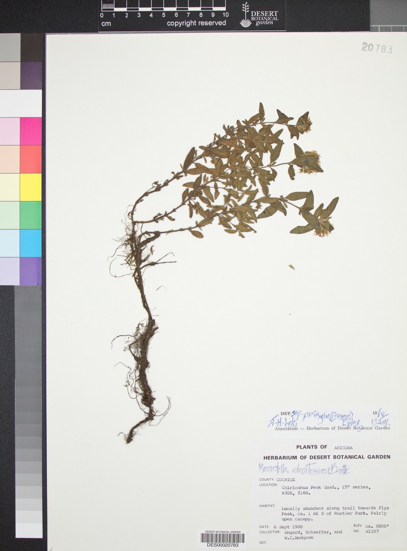 Monardella odoratissima subsp. parvifolia photo 6