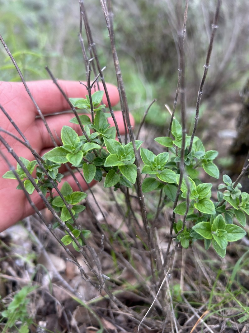 Coyote Mint