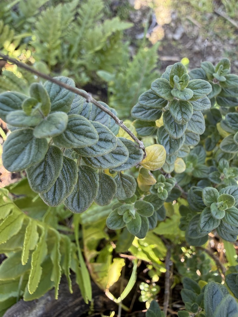 Coyote Mint photo 2