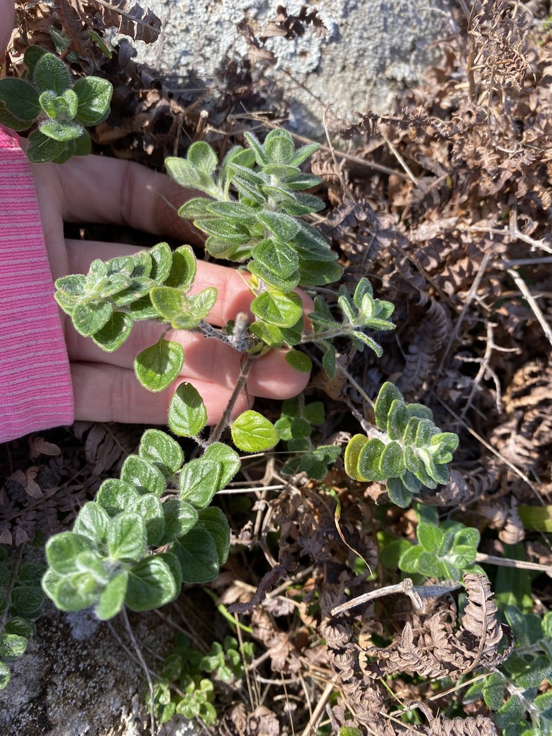 Coyote Mint photo 3