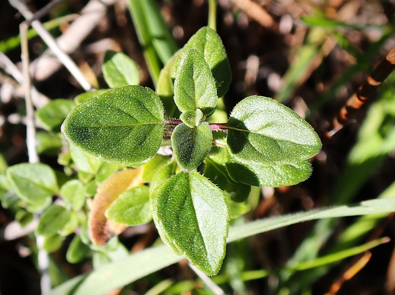 Coyote Mint photo 6