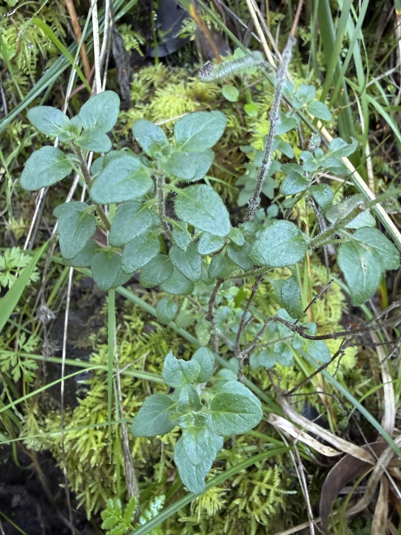 Coyote Mint photo 7