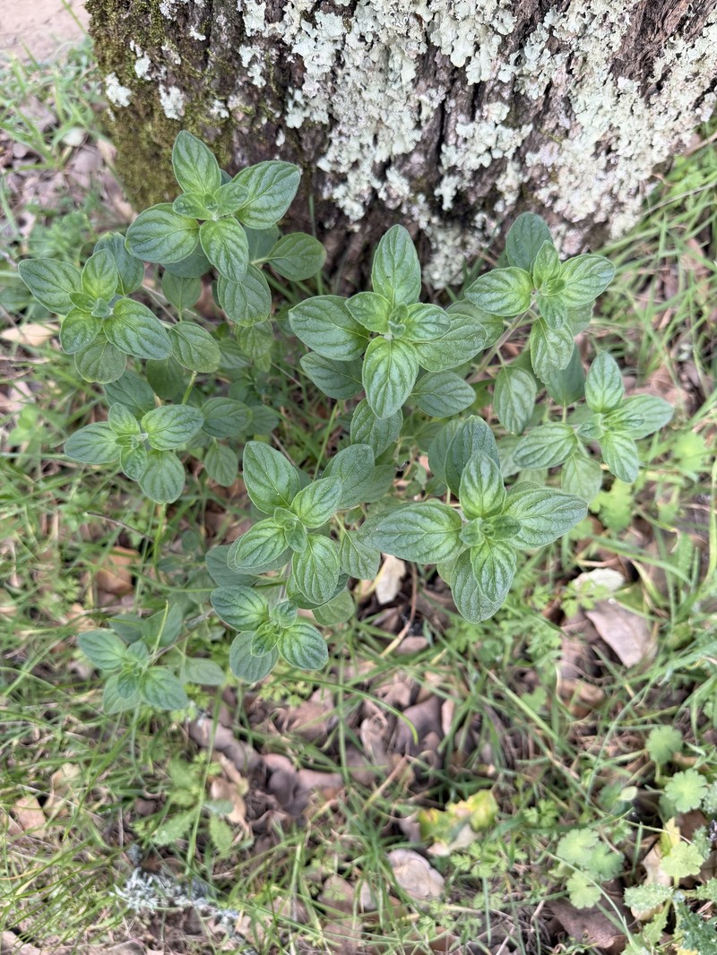 Coyote Mint photo 8