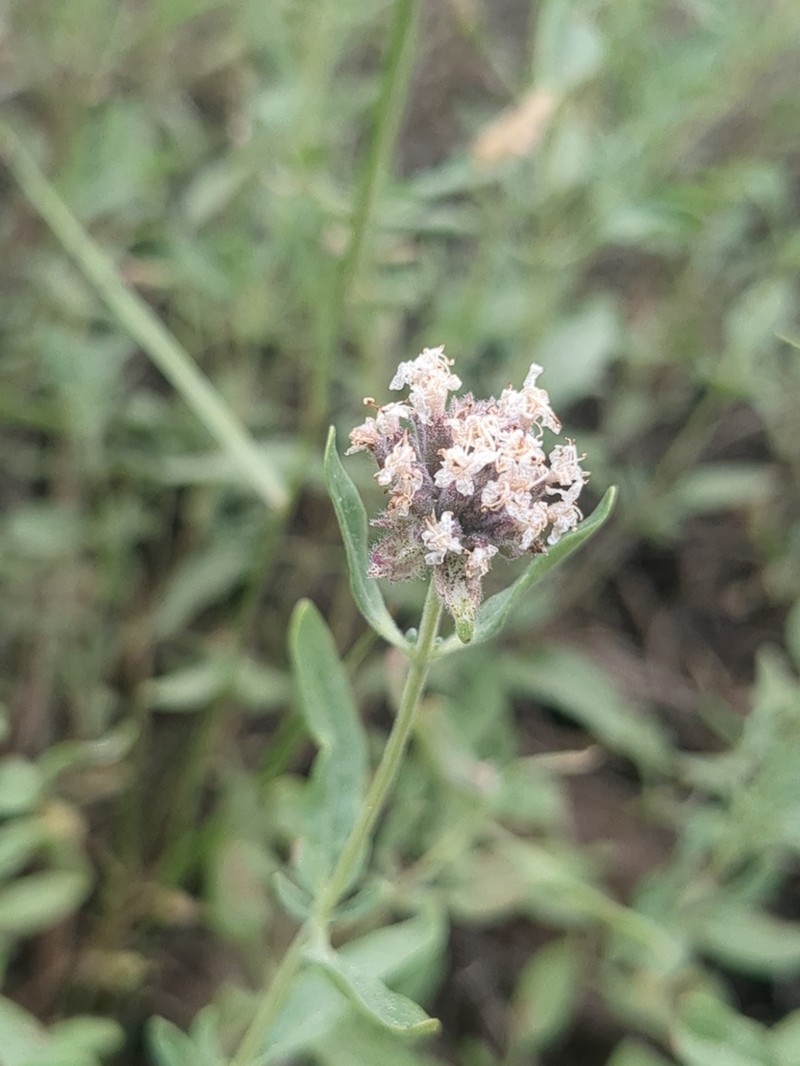 Monardella ovata