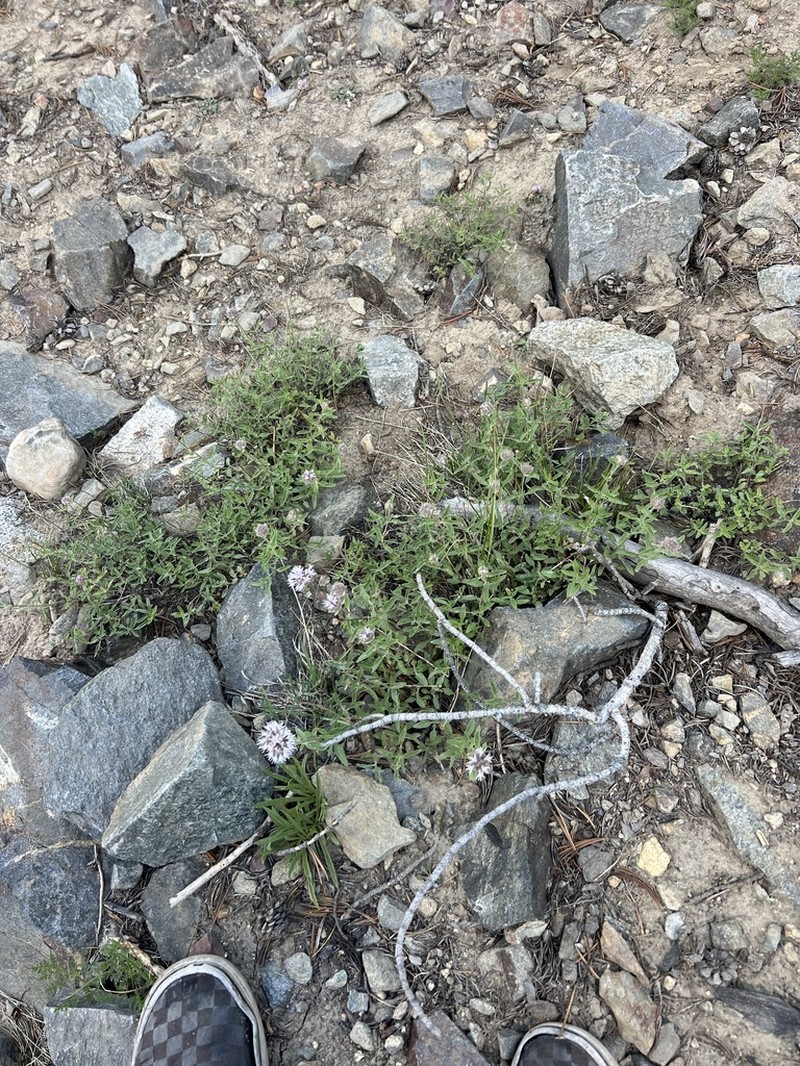 Monardella ovata photo 2