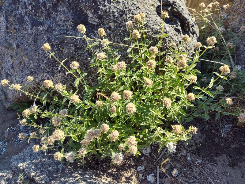 Monardella ovata photo 3