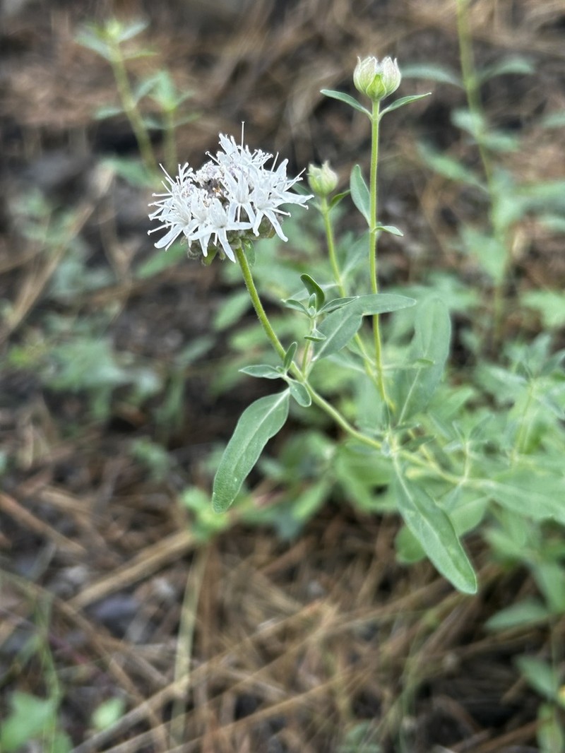 Monardella ovata photo 4