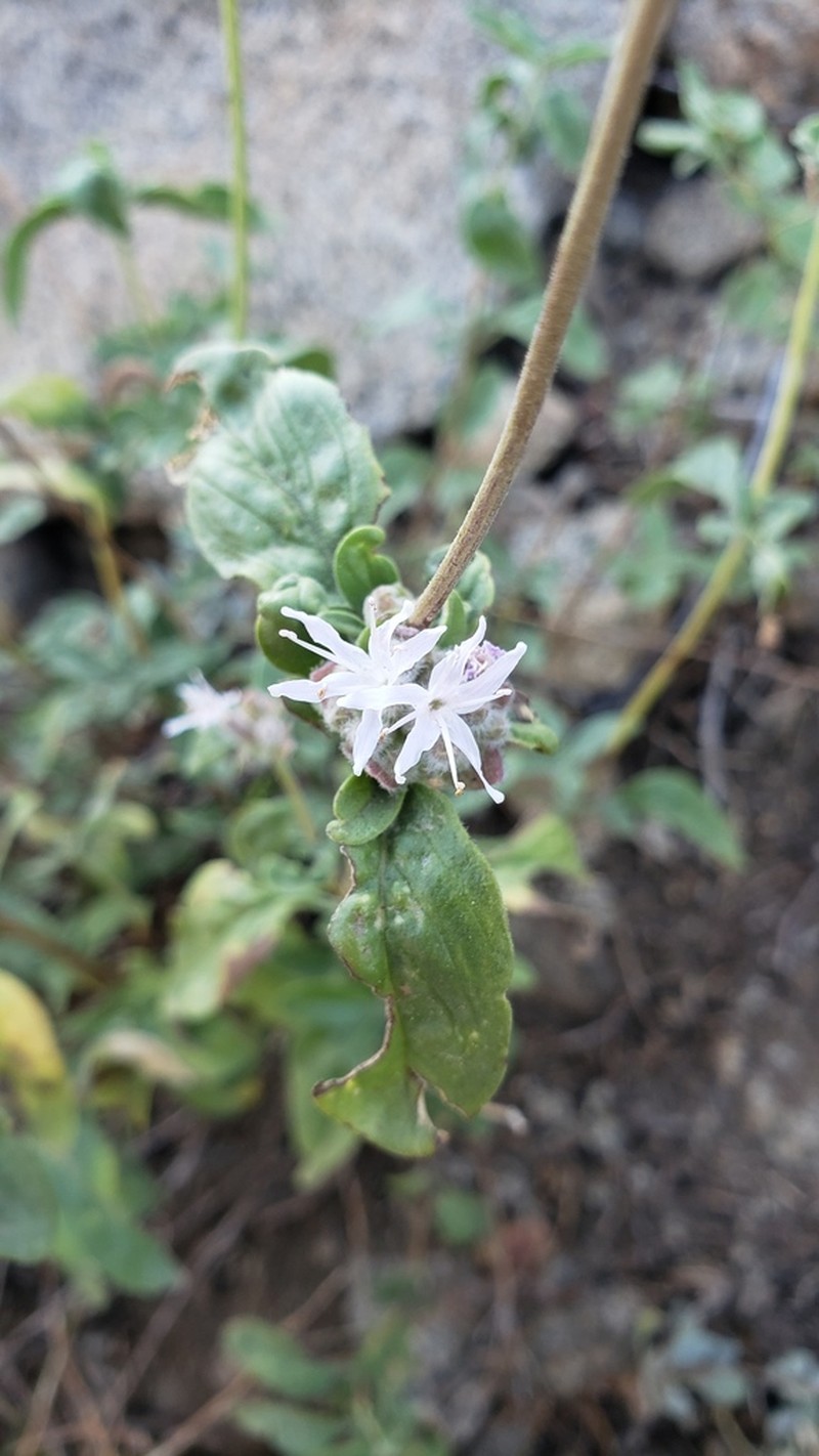 Monardella ovata photo 5