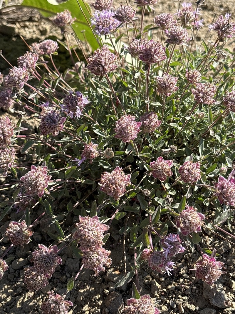 Monardella ovata photo 7