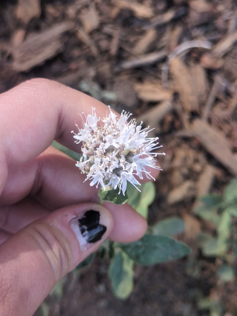 Monardella ovata photo 8