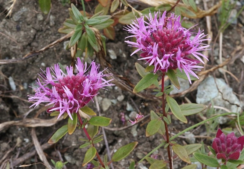 Palmer's Monardella