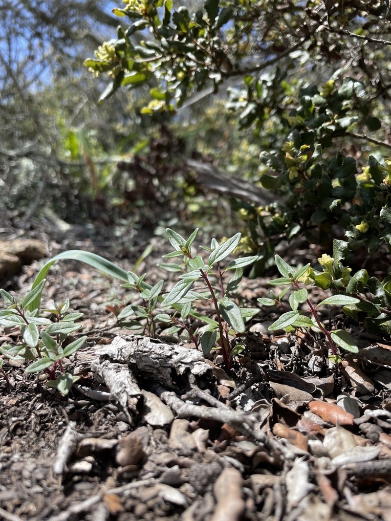 Palmer's Monardella photo 4