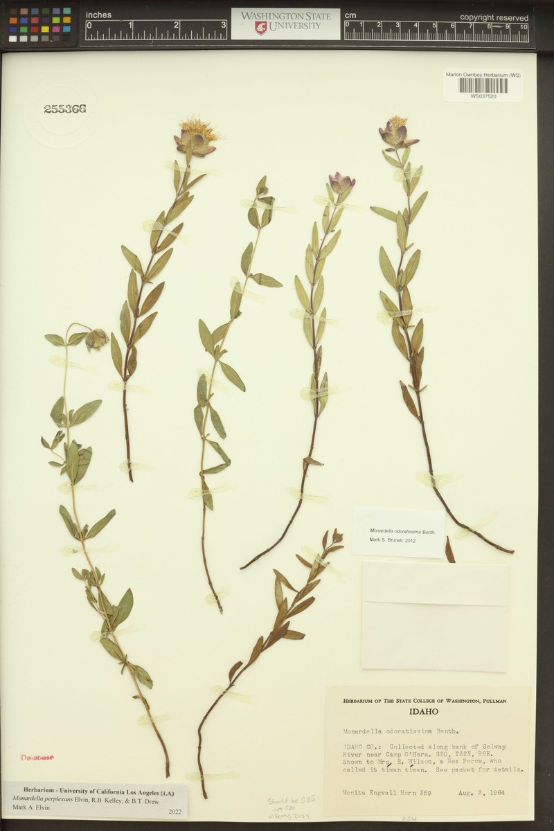 Monardella perplexans