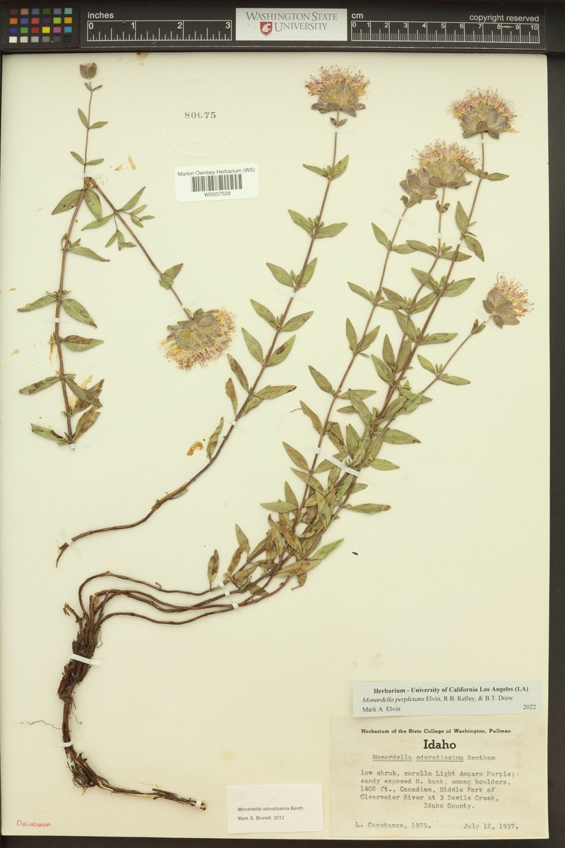 Monardella perplexans photo 2