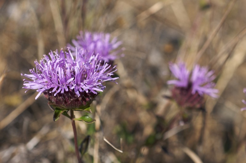Serpentine Monardella