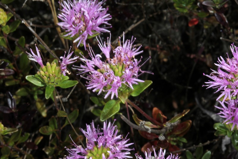 Serpentine Monardella photo 3