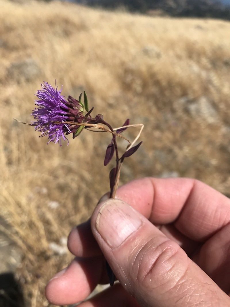 Serpentine Monardella photo 5
